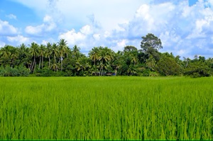 Automated Field Monitoring System